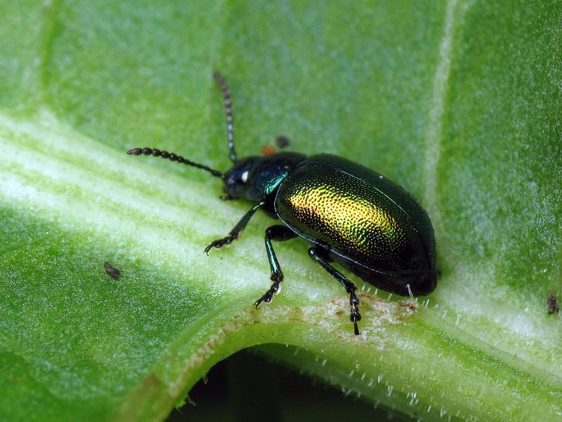 Gastrophysa viridula (De Geer, 1775)